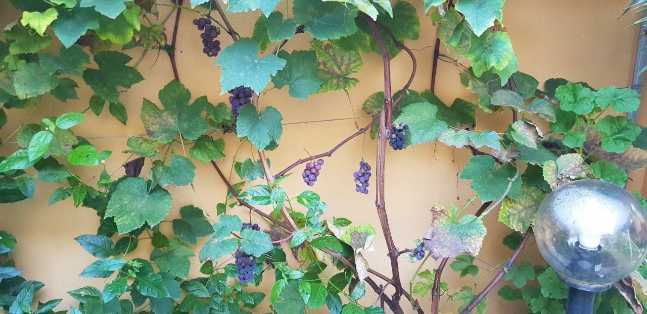 Casa Vacanze Rose E Fiori Sardegna 산 비토 외부 사진
